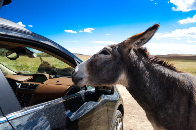 Buick donkey scratching post custer south dakota wildlife loop