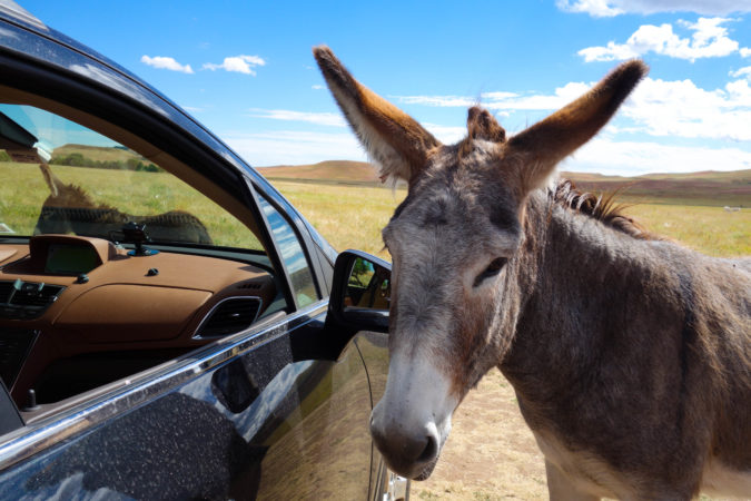 donkey buick wildlife custer state park animal south dakota
