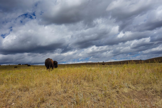 buffalo wild south dakota wild life loop