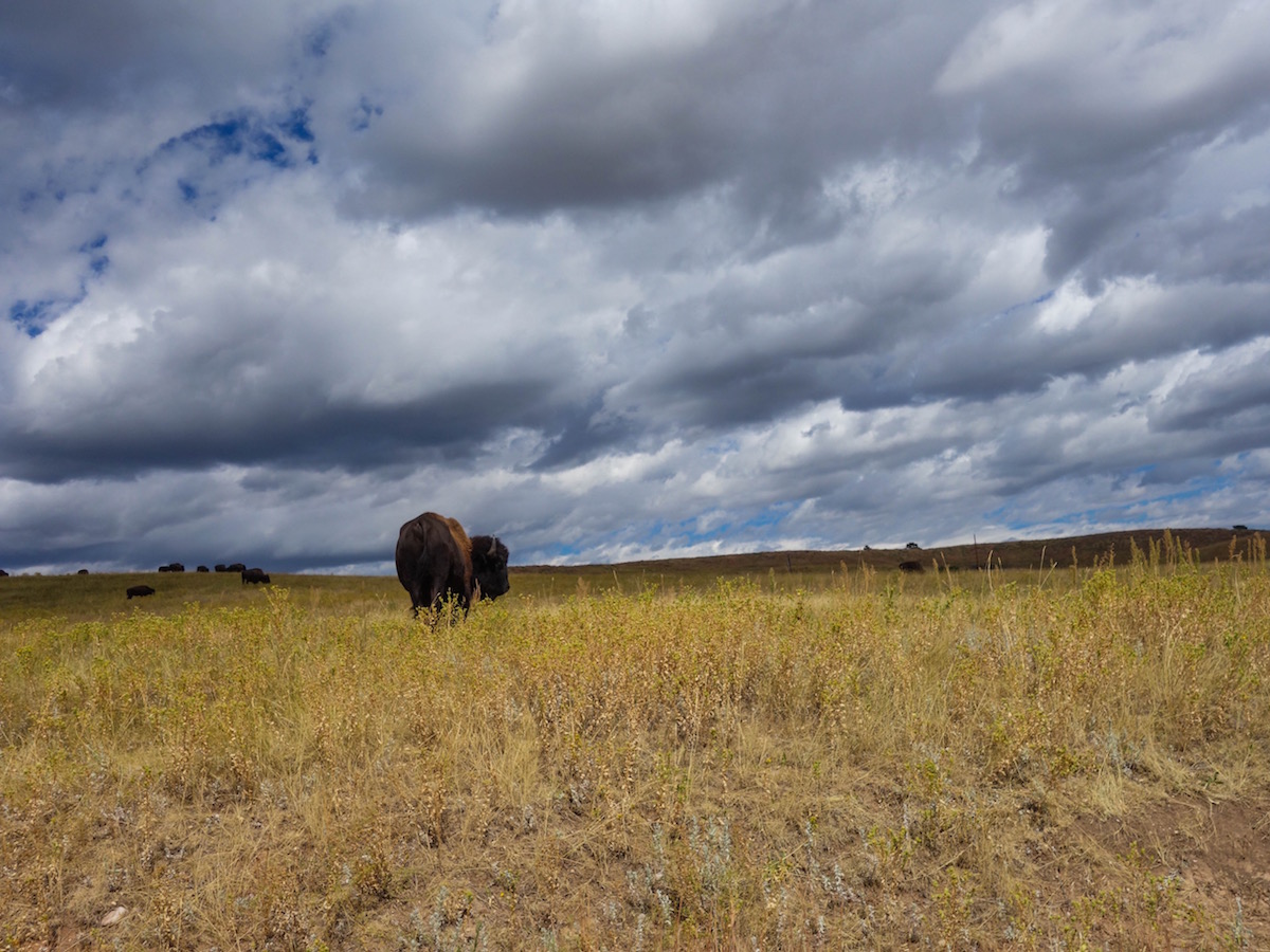 Amongst the Buffalo in South Dakota