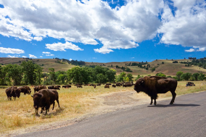 Buffalo Herds South Dakota wild wildlife loop custer state park
