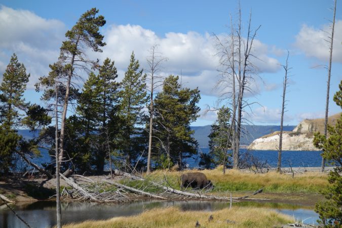 Lone Buffalo view Lake Yellowstone national park wyoming