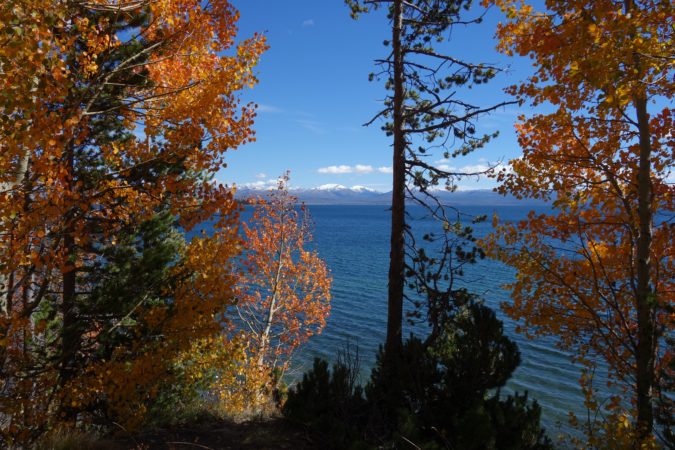 Lake Yellowstone autumn leaves yellowstone national park