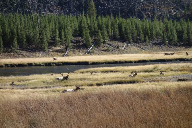Resting Elk herd yellowstone national park