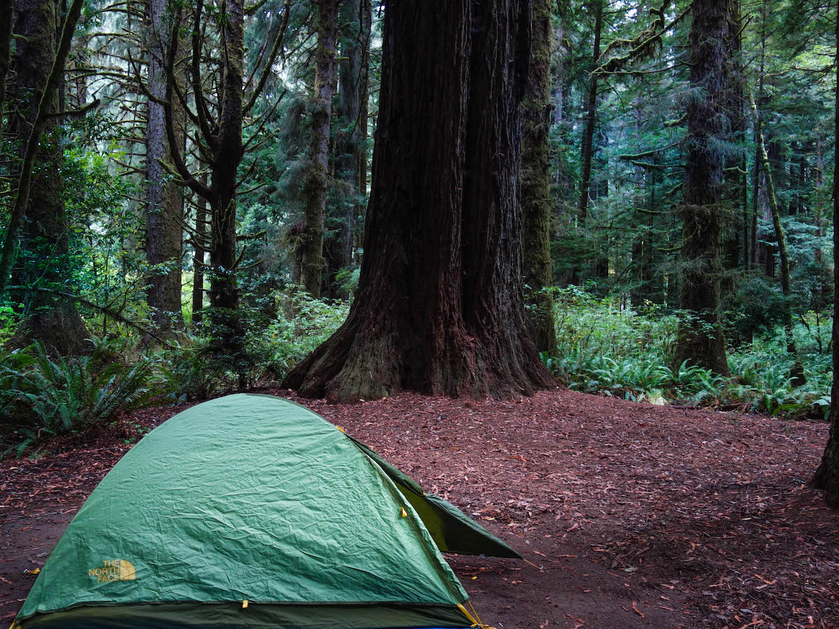 Camping Trip in California’s Redwood Forest