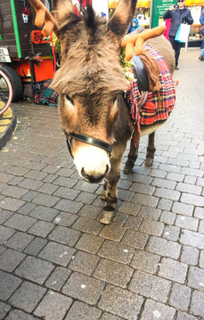 Christmas donkey galway ireland