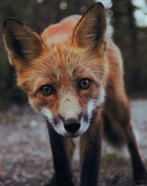 fox